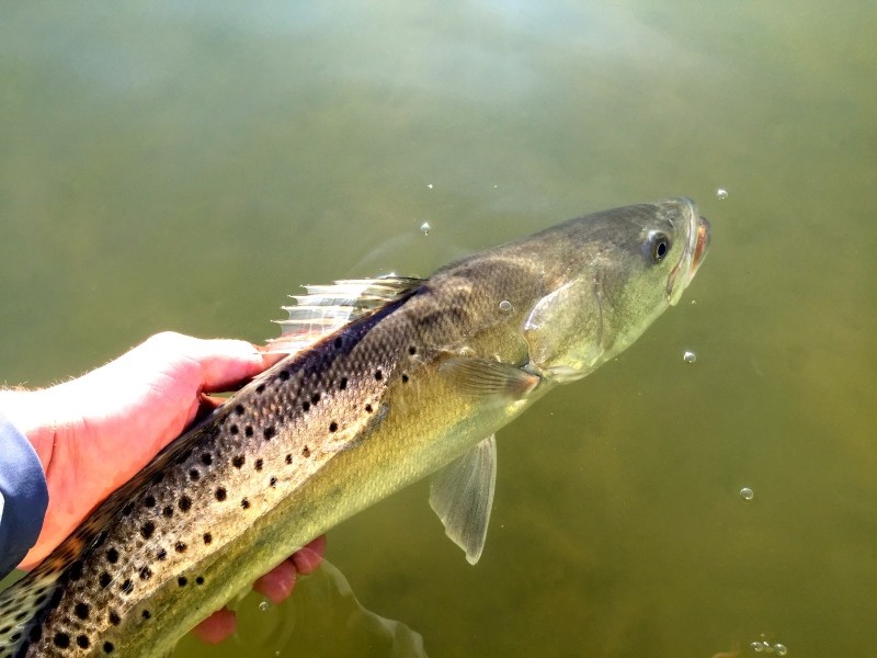 Rockport Texas speckled trout