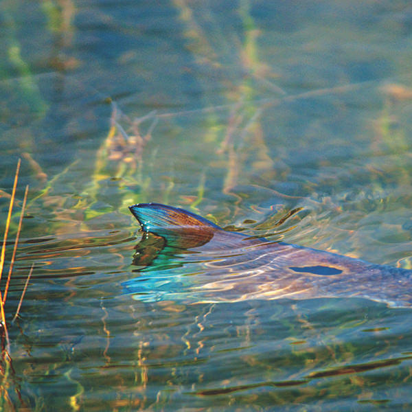 Fly Fishing Terrain