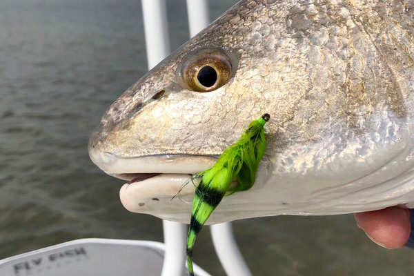 Flies Banner