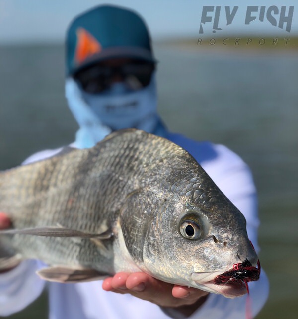 Gendang Hitam – Ikan Terbang RockportGendang Hitam – Ikan Terbang Rockport  