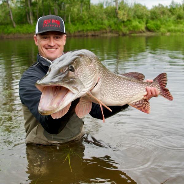 Northern Pike on the Fly