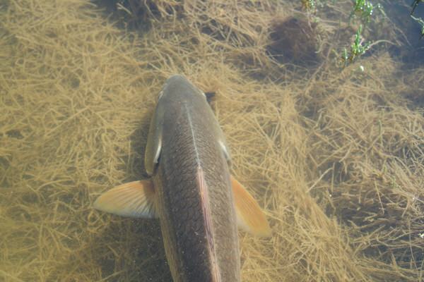 Rockport Texas Fly Fishing for Redfish