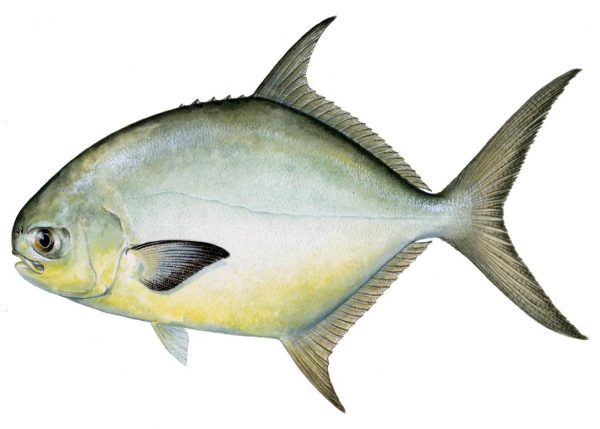 Pompano Pompano