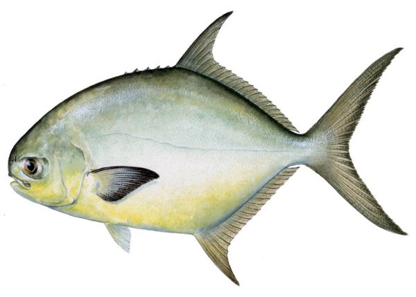 Pompano