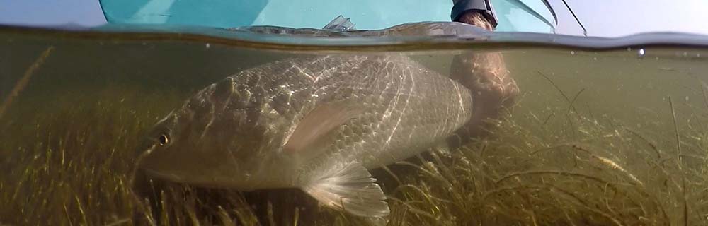 Texas Saltwater Fish Texas Saltwater Fish