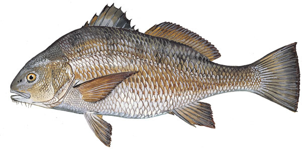 Black Drum Fishing Charters Photo Gallery Drum Fishing Near Orlando