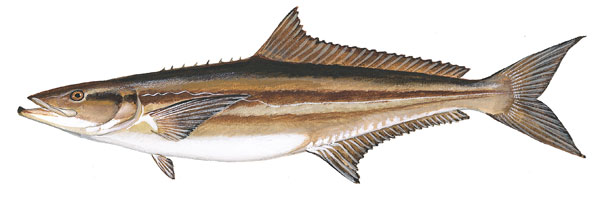 cobia cobia