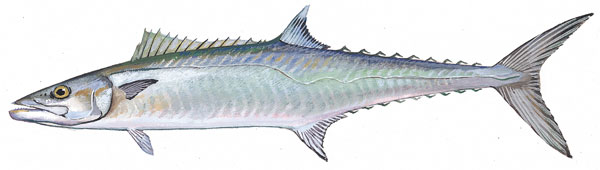 king mackerel king mackerel