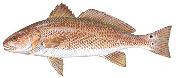 red drum