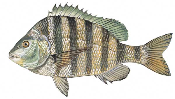 sheepshead sheepshead