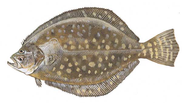 flounder