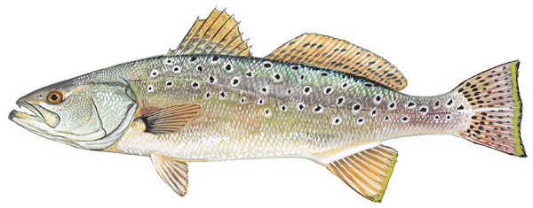 Spotted Sea Trout – Fly Fish Rockport