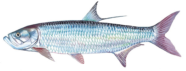 tarpon