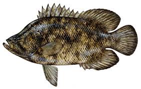 tripletail Tripletail
