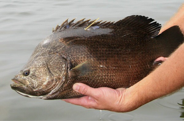 Fly fishing for tripletail