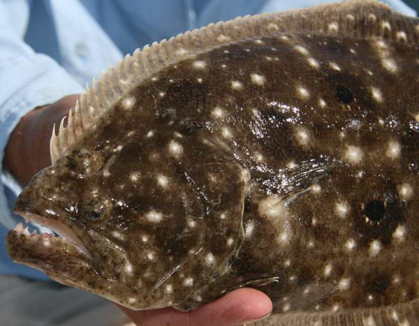 Texas Flounder Fishing