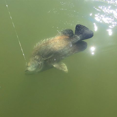 Tripletail Texas