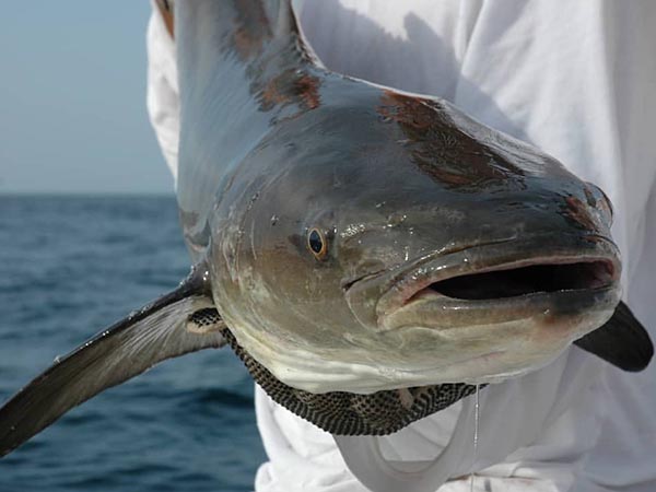 cobia in texas