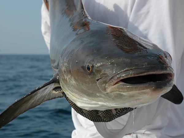 cobia in texas cobia in texas