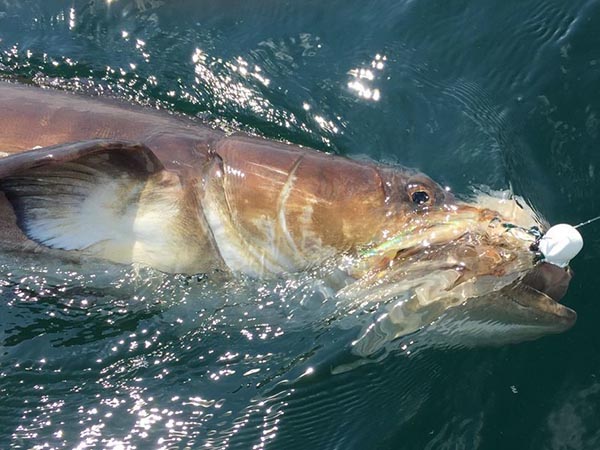 cobia on fly