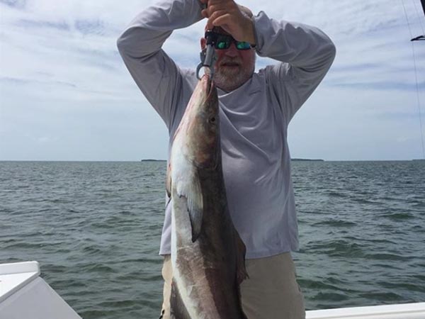 cobia cobia