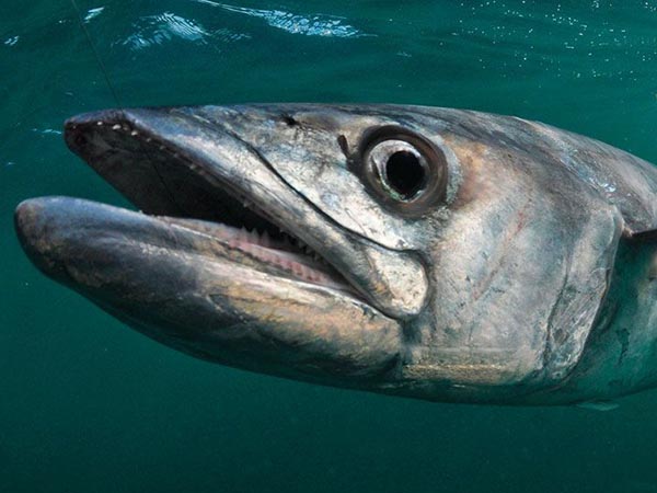 kingfish kingfish