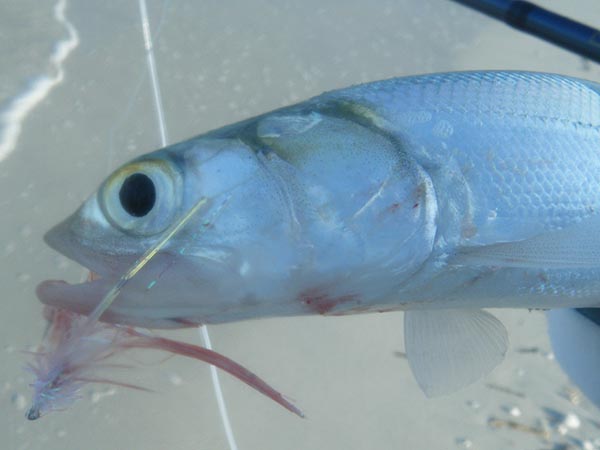 ladyfish on fly ladyfish on fly