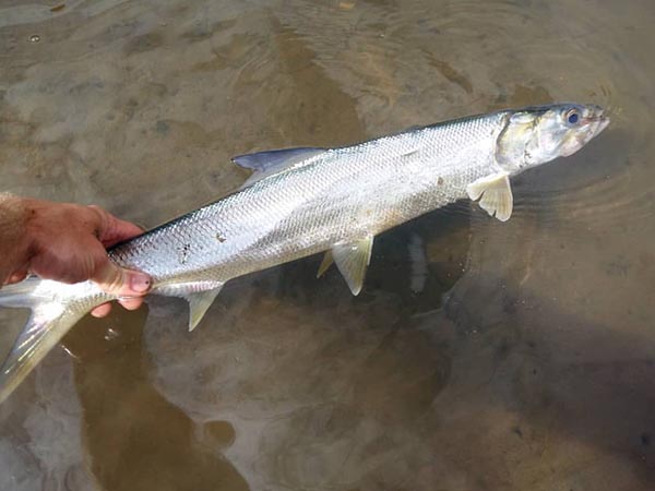 Lady fish on sale