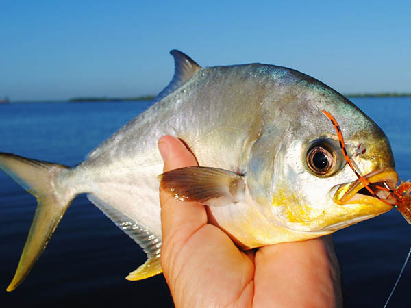 pompano on fly