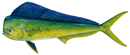 dolphin