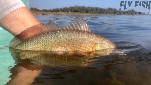 texas fishing report