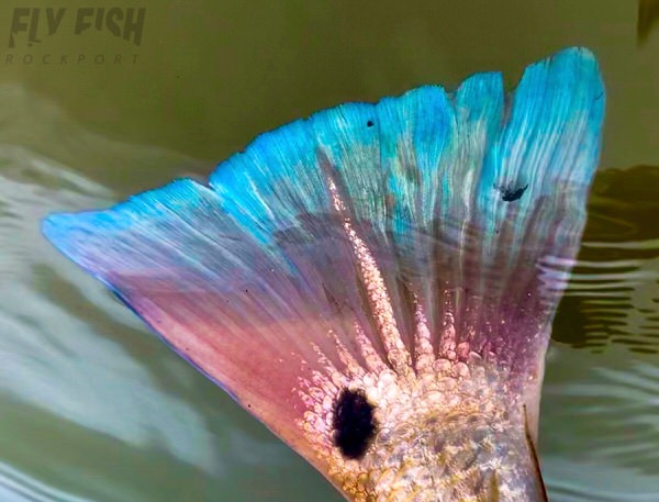 Redfish Tail
