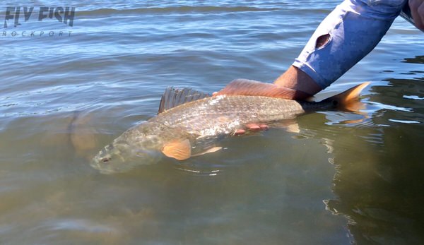 Fly Fishing Report Rockport Texas