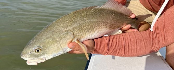 Spring Redfish Coastal Bend Fishing