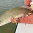 Spring Redfish Coastal Bend Fishing